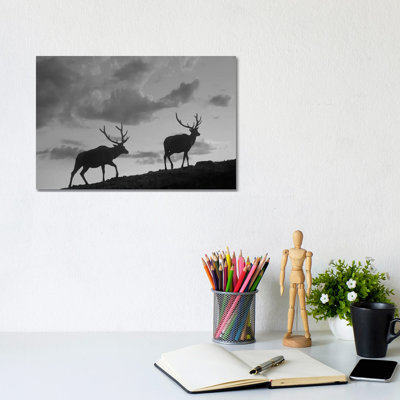 Elk Bulls, Rocky Mountain National Park, Colorado 1 Piece Wrapped Canvas Wall Art