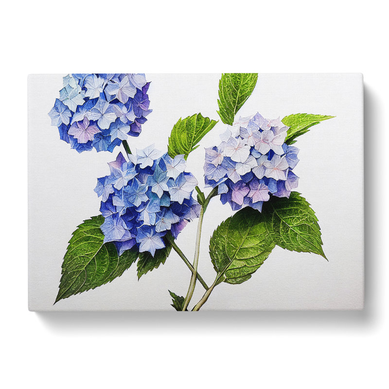 Hydrangea Vol.1 - Wrapped Canvas, 35cm H x 50cm W x 3cm D