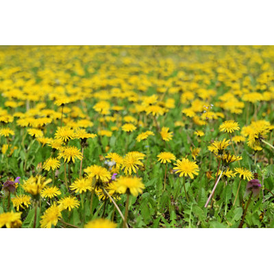 Achillefs " Dandelion Blossom " by Zvonko1959