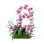 Orchid Arrangement in Pot