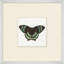 Miniature Butterfly Collection 14 Print