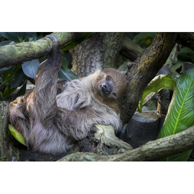 Lazy Sleeping Sloth, Bradypus Variegatus by Milan Noga - Wrapped Canvas Print