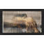 Lenticular Moment 1 Print by Mat Sanders