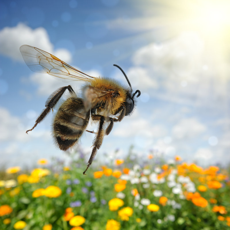 Bee Flying Over Colorful Flower Field by PaulGrecaud - Wrapped Canvas Print, 20cm H x 30cm W