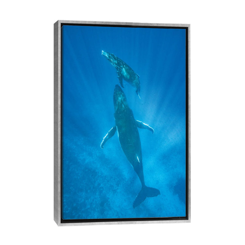 «Humpback Whale Mother and Calf, Tonga» par Jeff Foott - reproduction de photo, H 26 po x l 18 po x P 1,5 po, Aucun mat