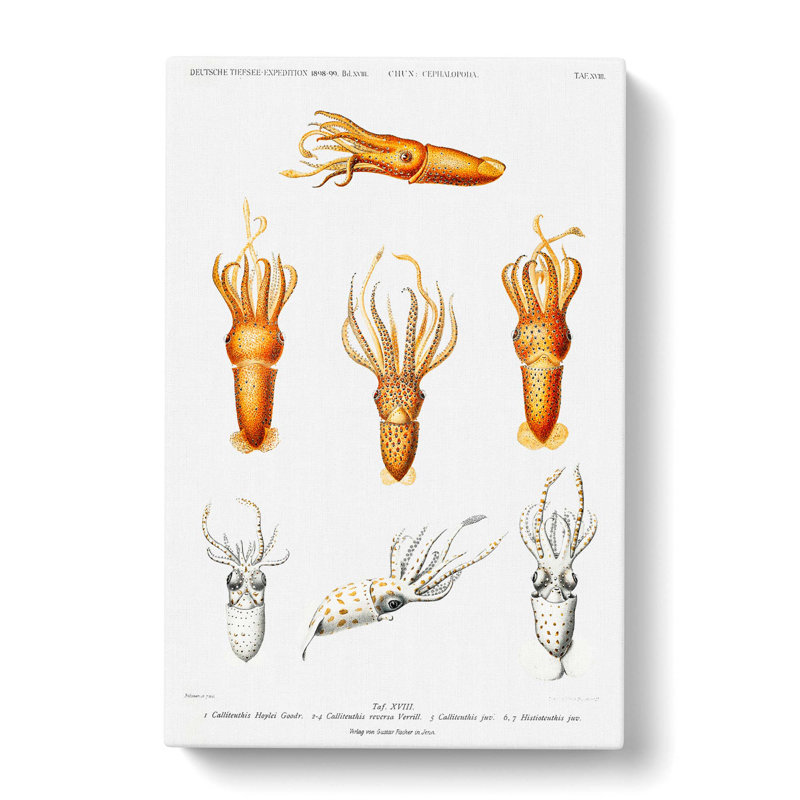 Squid Varieties by Carl Chun - Wrapped Canvas, 50cm H x 35cm W x 3cm D