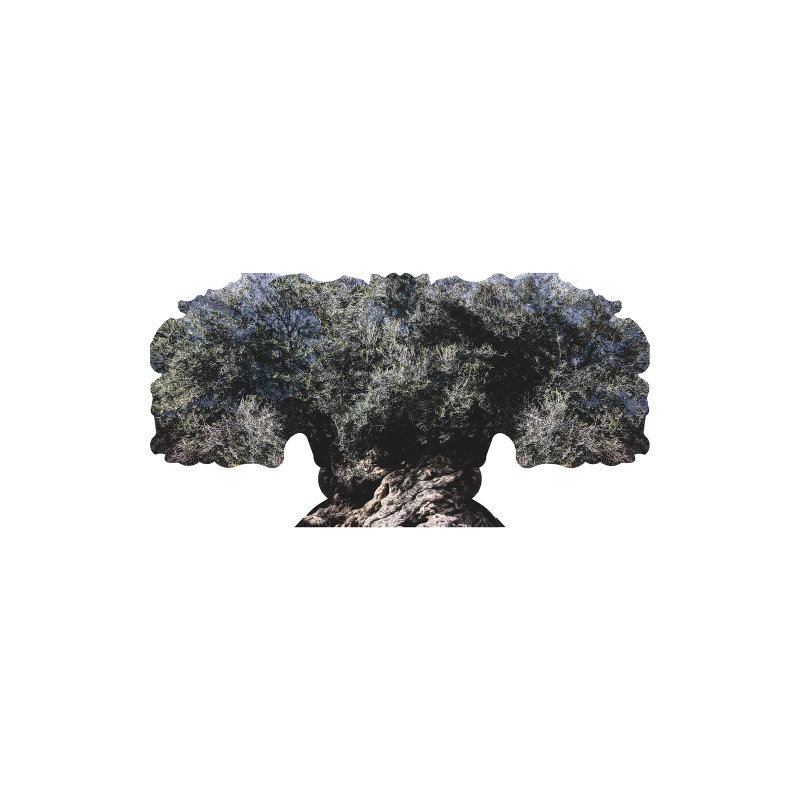 H13674 Arbre d'olive antique de Vouves
