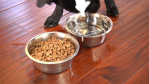 Neater Pets Stainless Steel Dog and Cat Bowls - Extra Large Metal