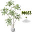 150cm Plant