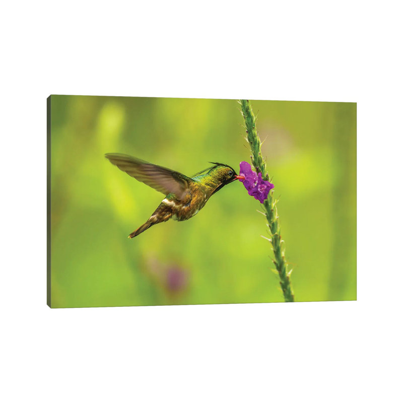 Costa Rica, Arenal. Black-Crested Coquette Feeding On Vervain. by Jaynes Gallery - Wrapped Canvas Gallery-Wrapped Canvas Giclée