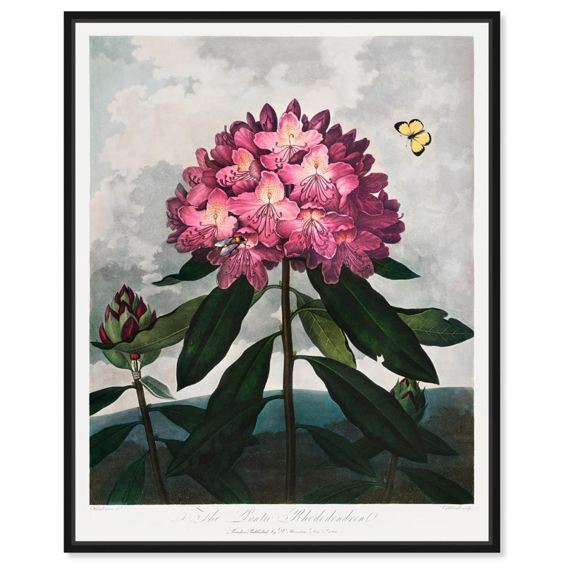 Pontic Rhododendron 1807, toile par Art Remedy, Noir, H 21 po x l 17 po, Cadre flottant