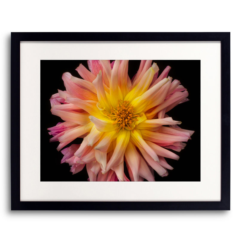 Dahlia Print by Harold Davis, Black Framed Paper, 16" H x 20" W