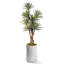 8' Agave Tree in White Weston Planter