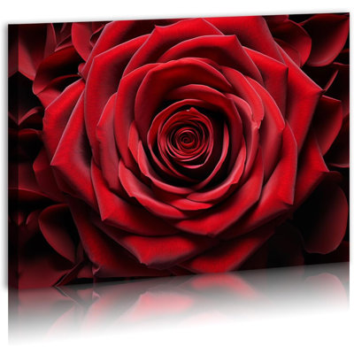 Red Rose Close-up Giclee Canvas Print
