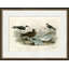 Black Toed Gull Print