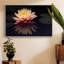Photographie, étude, nénuphar encadré sur toile-94357163-94357166