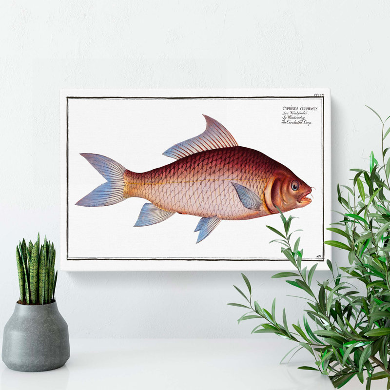 Cirrhated Carp Fish by M.E. Bloch - Wrapped Canvas, 35cm H x 50cm W x 3cm D