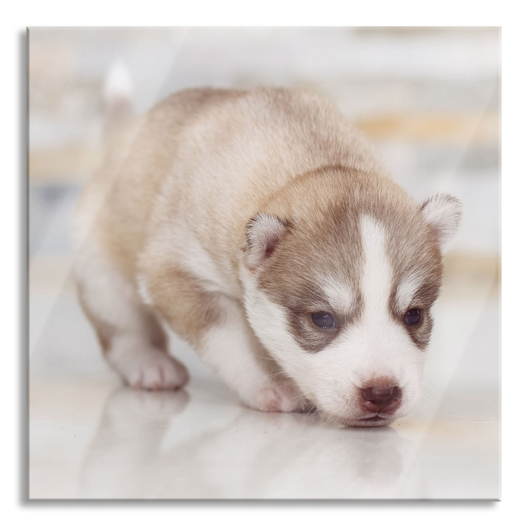 Glasbild Husky-Welpe