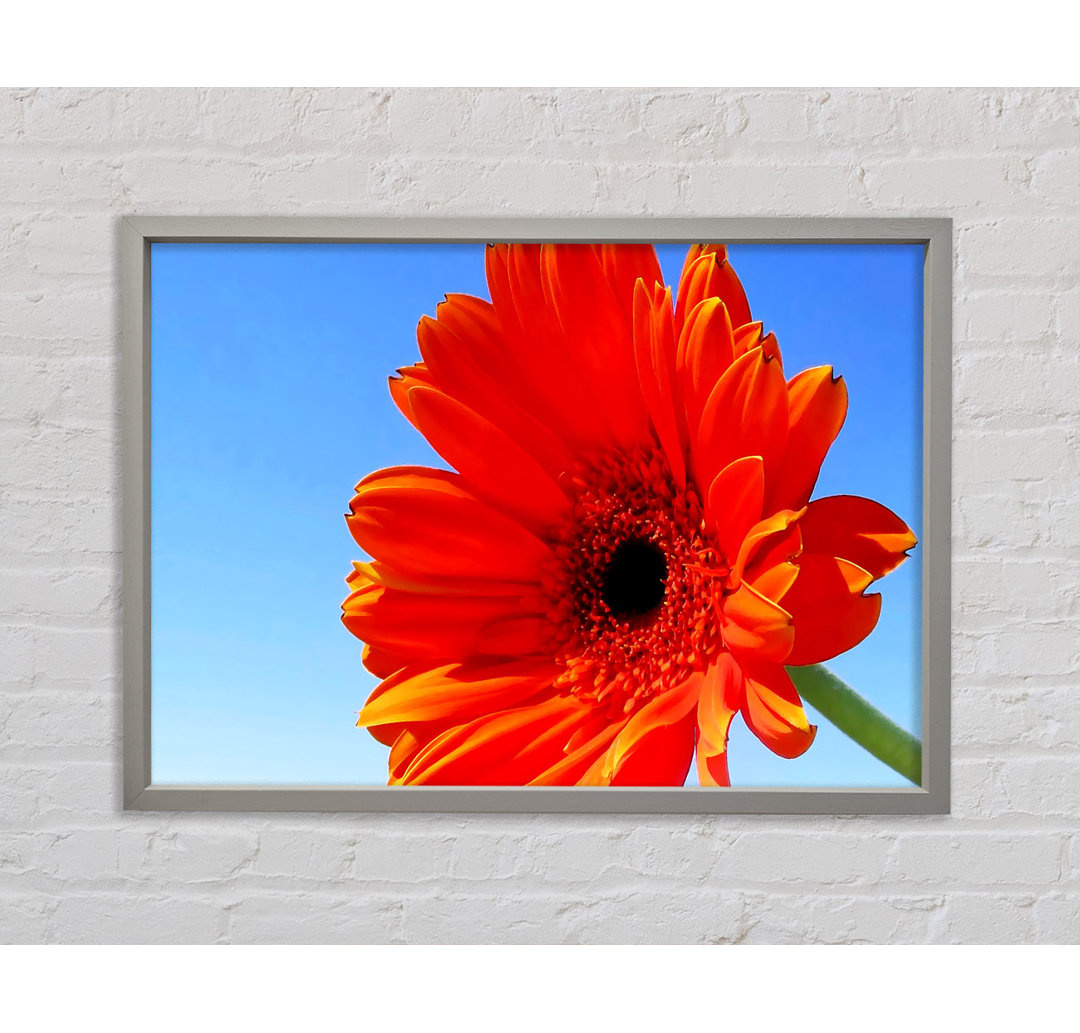 Orange Gerbera Skies - Einzelner Bilderrahmen Kunstdrucke auf Leinwand