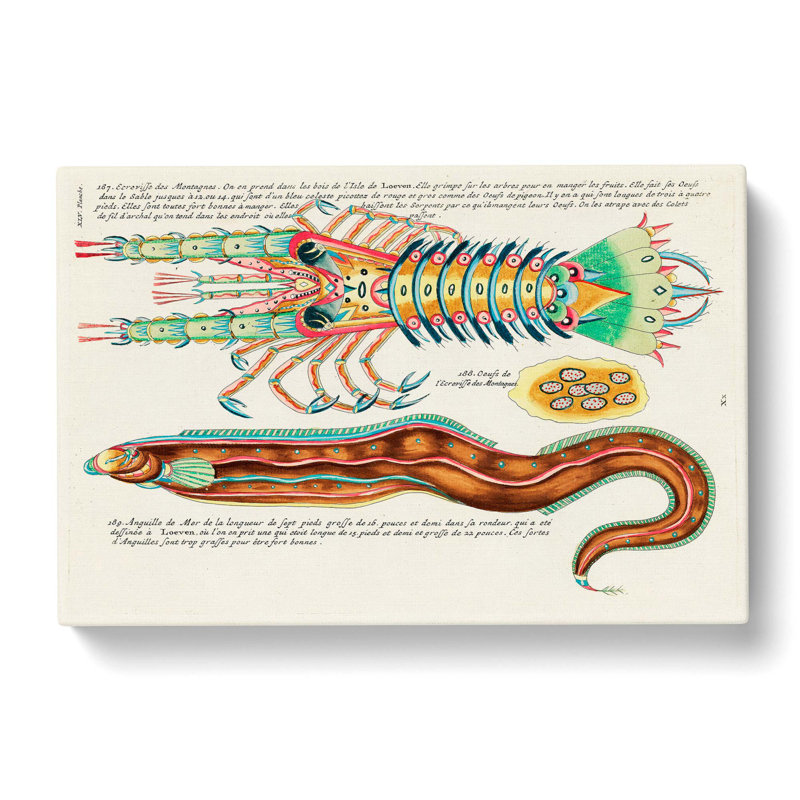 East Indies Fish & Lobster Illustrations XLV by Louis Renard - Wrapped Canvas Painting, 50cm H x 76cm W x 3cm D