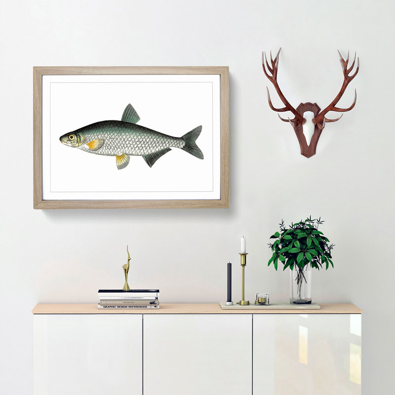 Vimba Carp Fish by George Shaw - Framed Print, 36cm H x 48cm W x 2cm D, Oak Framed