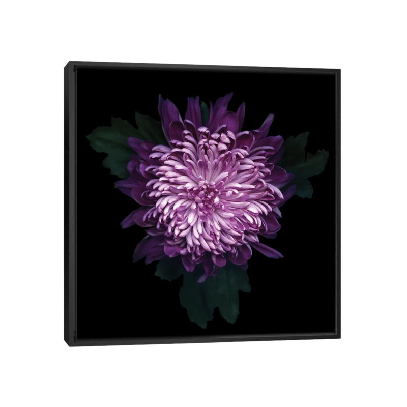 Délicieuse chrysanthème, reproduction de photo sur toile tendue, H 18 po x l 18 po x P 1,5 po, Toile avec cadre noir
