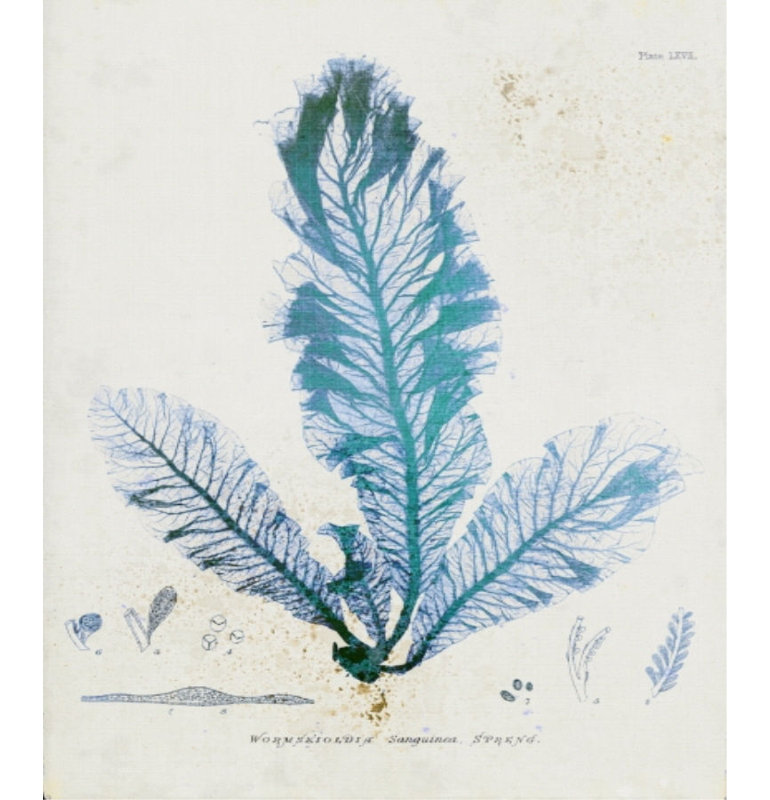 Wormskioldia par Henry Bradbury - impression, Couche de verre, H 26 po x l 18 po x P 1,5 po