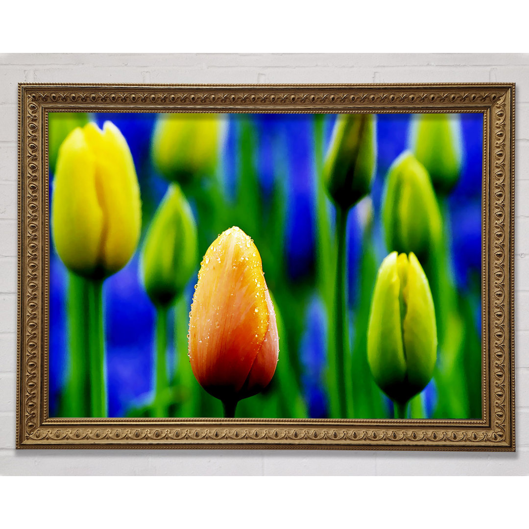 Gelbe Tulpen in einem blauen Feld - Einzelne Bilderrahmen Kunstdrucke