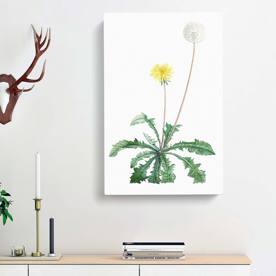 Blooming Dandelion by Pierre-Joseph Redoute - Wrapped Canvas