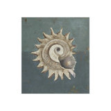 Seashell B Print by Sarah Atkinson