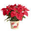 Foliage Plant in Planter