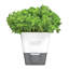 Herb Pot