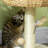 129.54cm H Cat Tree