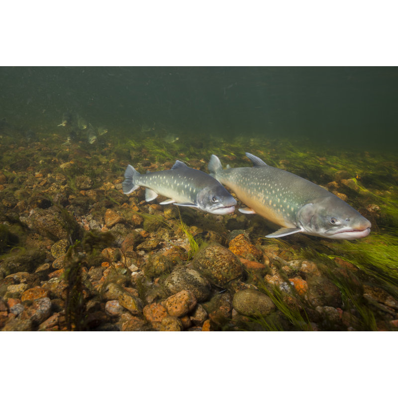 Arctic Char, Greenland by DanBachKristensen - Wrapped Canvas Print, 30cm H x 46cm W x 3.8cm D