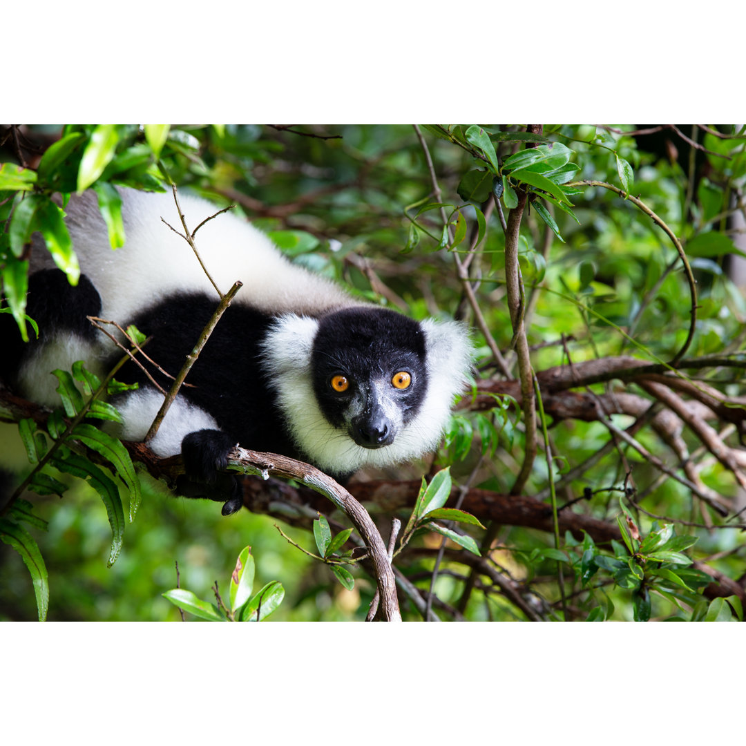 Lemur In Madagaskar von ehaag - Leinwand Kunstdrucke