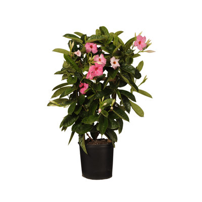 United Nursery Live Plant in Nursery Pot