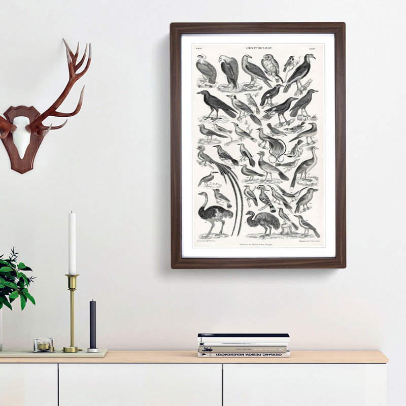 Ornithology the Study of Birds LXVII by Oliver Goldsmith - Picture Frame Drawing Print, 65cm H x 48cm W x 2cm D