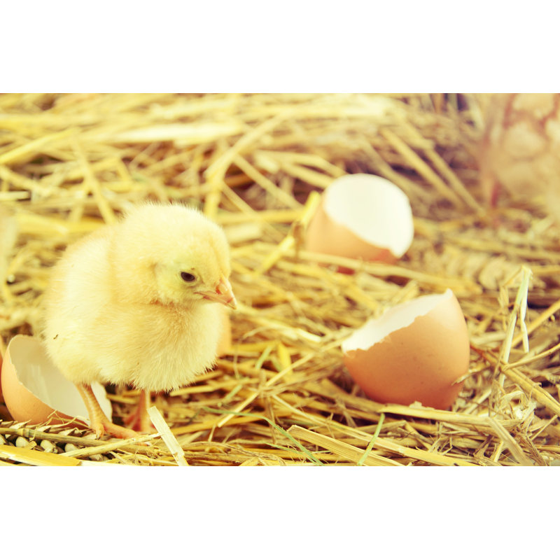 Petits poussins dans le foin par Stockimagegroup, H 20 po x l 30 po