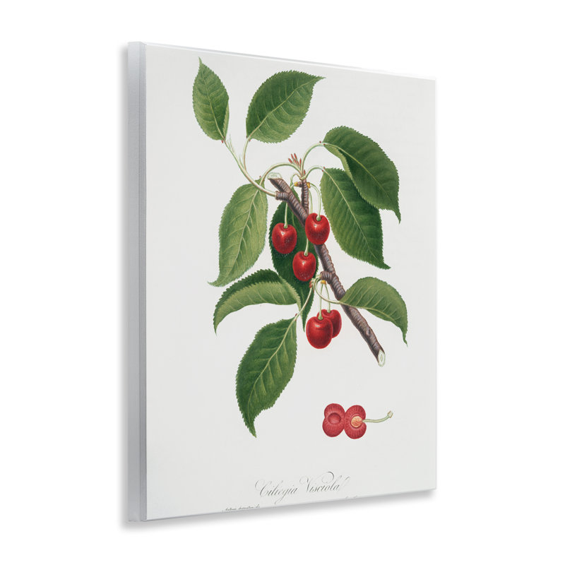 Étude latine de plante murale cerisier, design par lettré et doublé