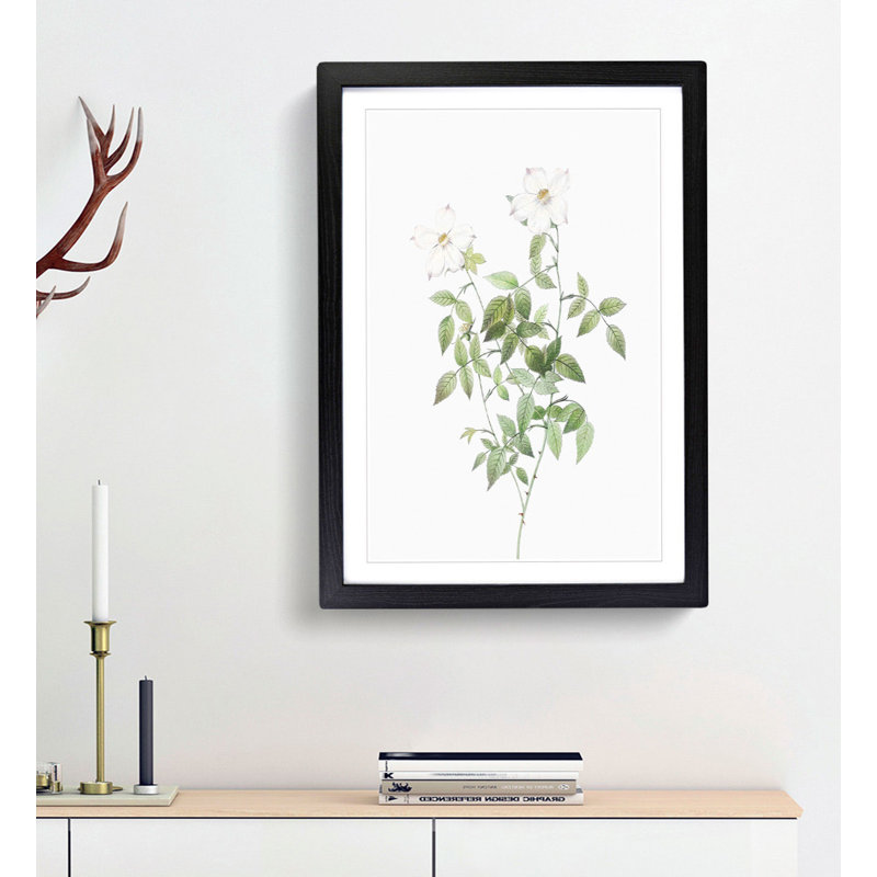 White Blooming Roses by Pierre-Joseph Redoute - Framed Print, Black Framed, 48cm H x 36cm W x 2cm D