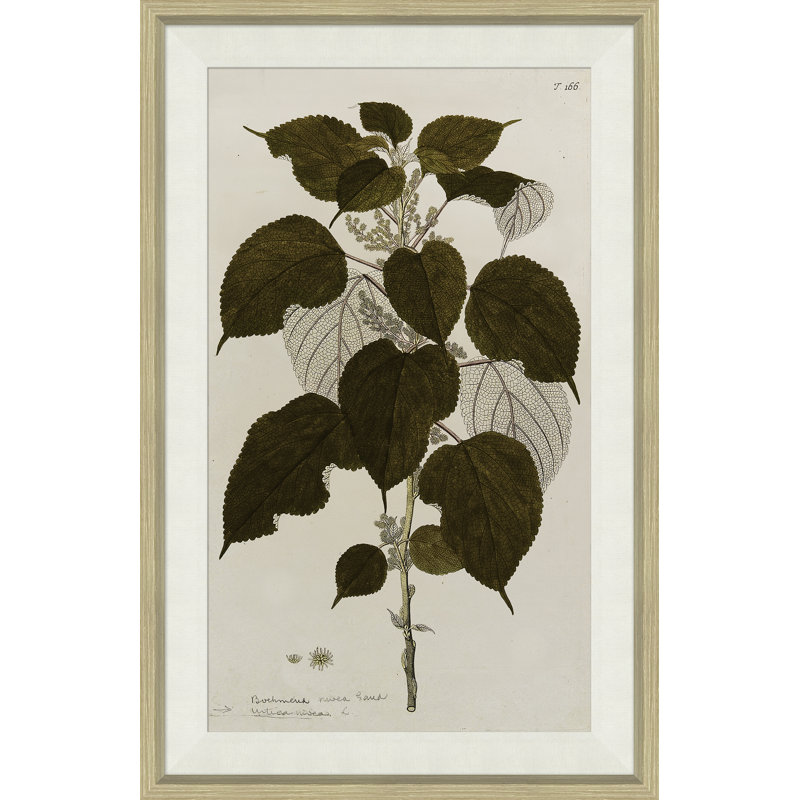 17ème siècle, études de feuilles II - peinture à cadre unique
