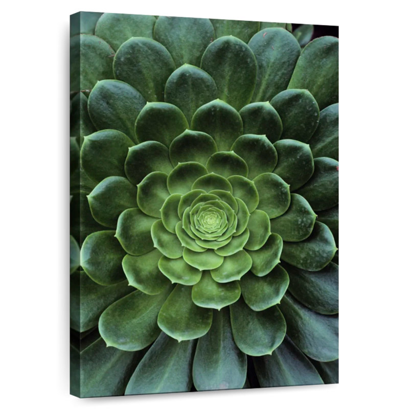 Plante grasse Harnek, H 48 po x l 32 po