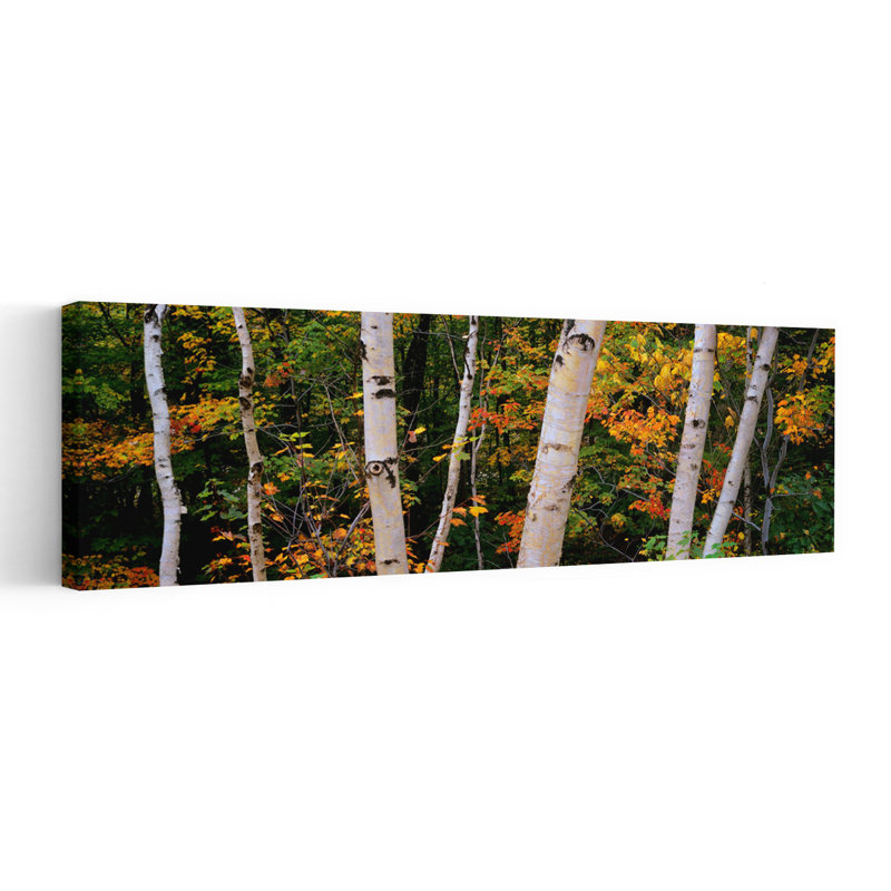 Birch Trees In A Forest New Hampshire USA by Miles Ertman - Wrapped Canvas Panoramic Print, 30.48 cm H x 91.44 cm W