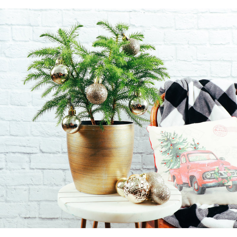 Live Norfolk Island Pine Plant In Classic Pot, Copper