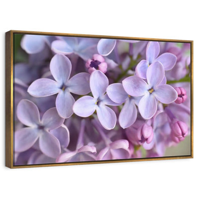Fleurs de lilas de près