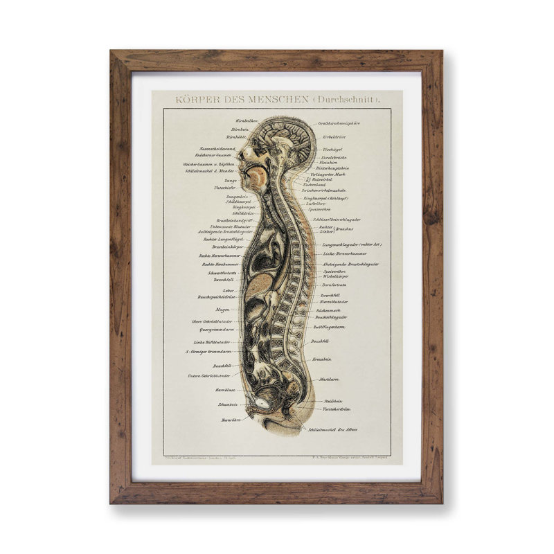 Anatomy Chart in German - Framed Print, 45cm H x 63cm W x 2cm D, Walnut