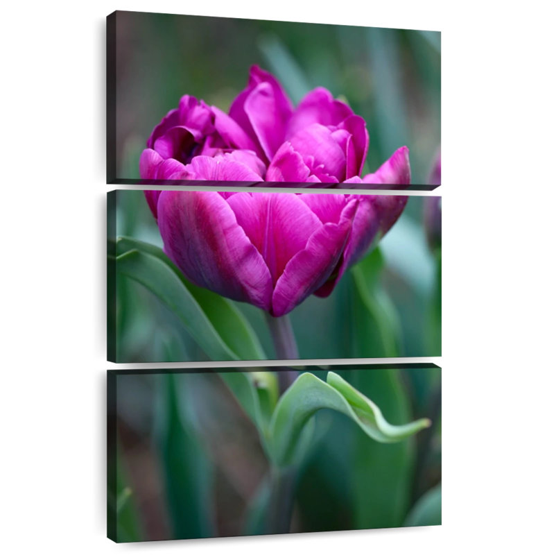 Harnek tulipe fuchsia, H 74 po x l 48 po