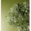 70cm Faux Evergreen Plant in Pot Liner
