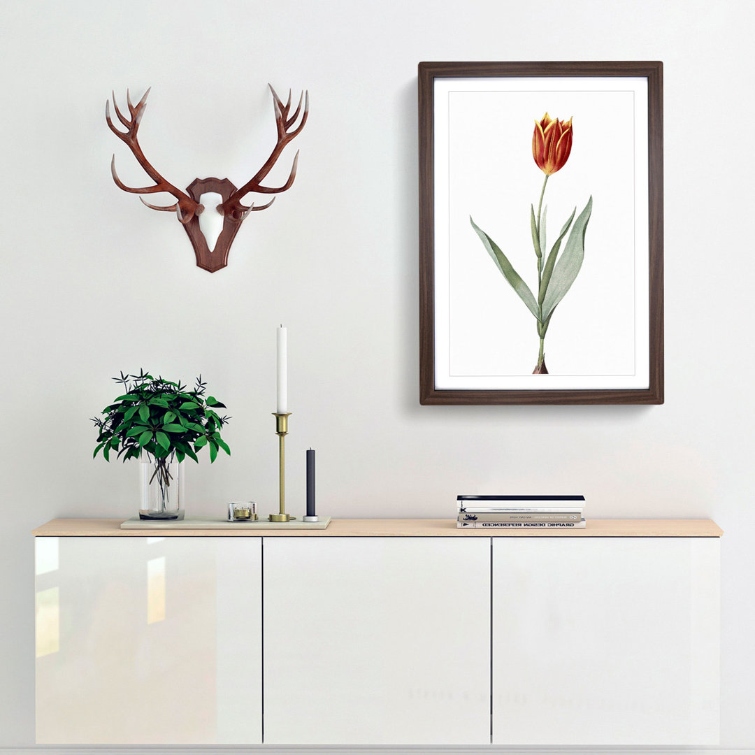 Tulip Flower by Pierre-Joseph Redoute - Framed Print