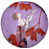 Rouge / Mauve